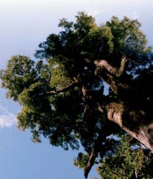 Bosque Llancahue. Imagen: Bosque Valdiviano Llancahue. Ministerio de Bienes Nacionales