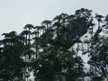 Araucarias invierno El Cañi.JPG