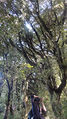 Bosque de olivillos.jpg