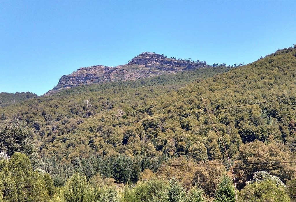 Motrulo chico (9).jpg