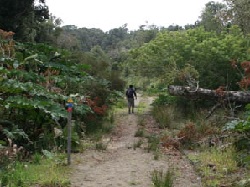 Archivo:Camino en Altos de Inío 123123.jpg