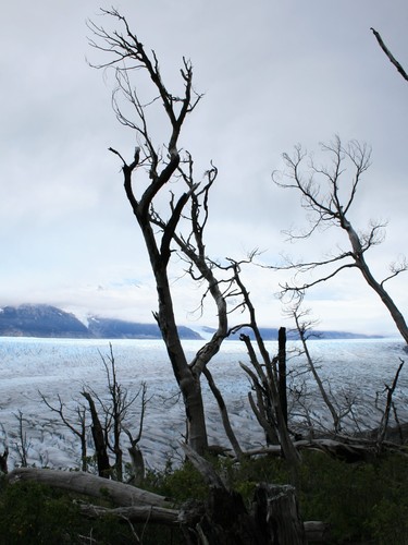 Archivo:Glaciar Grey desde sector El Paso-Los Guardas por jporduna.jpg