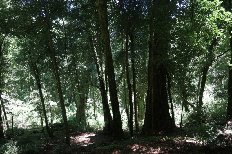 Mirador de Panguipulli (14).JPG