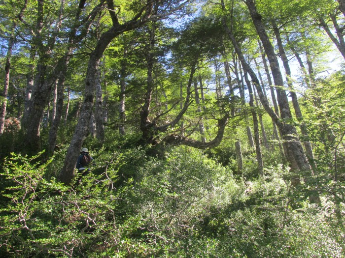 Volcan Hornopiren (20).JPG