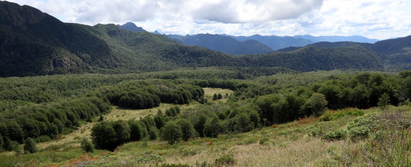 Reserva Mocho Choshuenco (15).JPG