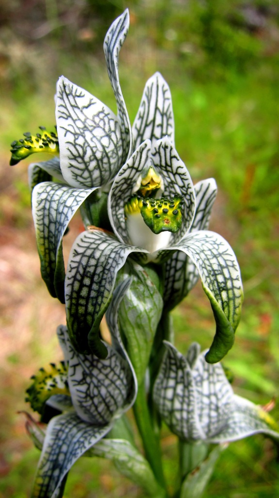 Orquídea en Tamango
