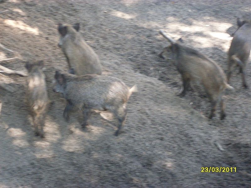 Archivo:SDC11408.JPG.jpg