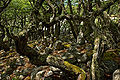 Bosque del Campamento Torres.jpg
