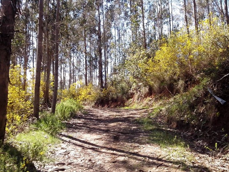 Archivo:Cerro Manquimavida (6).jpg
