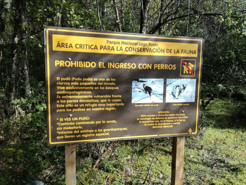 Archivo:Paso rio puelo (4).jpg