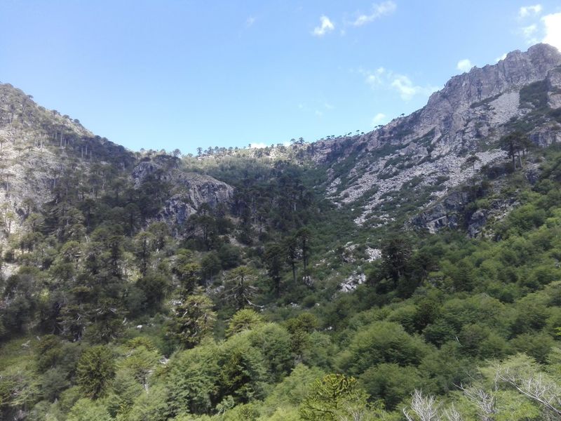 Archivo:Trompelhueno (3).jpg