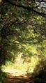 Bosque Llancahue 1.jpg