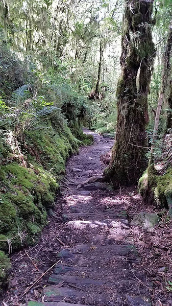 Archivo:Sendero Ventisquero 2.jpg