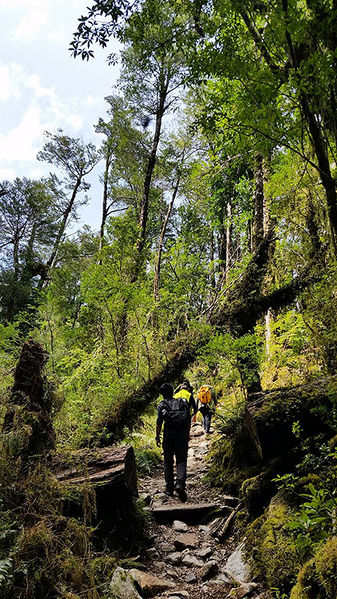 Archivo:Sendero Ventisquero.jpg