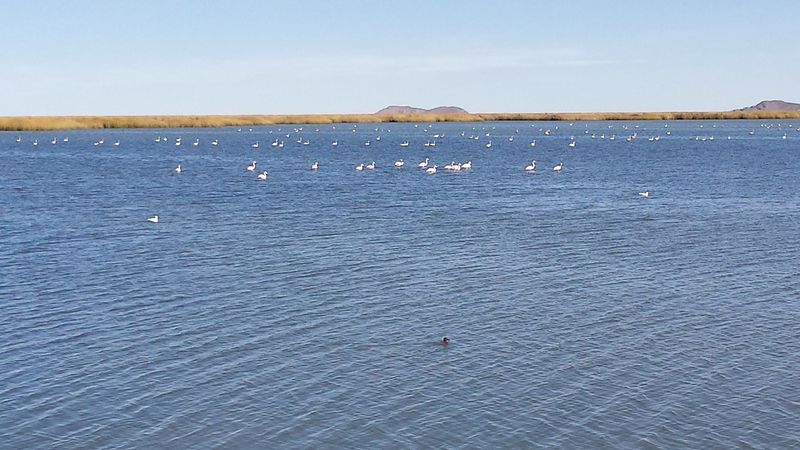 Archivo:Uru uru birds.jpg