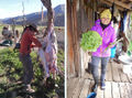 GPT07 Lettuce and Goat Meat.jpg