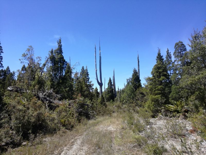 Archivo:Reserva Costera Valdiviana (8).jpg
