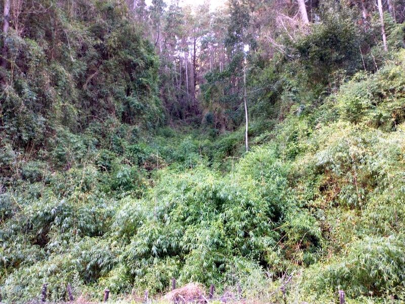 Archivo:Quinta jungue (2).jpg
