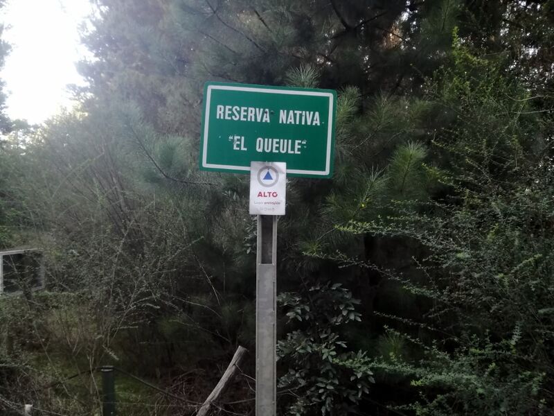 Archivo:Queules hualqui.JPG (7).jpg