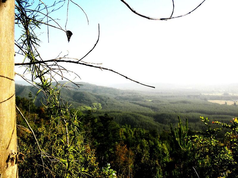 Archivo:Cerro la costilla (22).jpg
