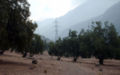 Bosque previo a la subestacion.jpg