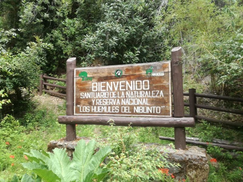 Archivo:Huemules de ñiblinto (7).jpg