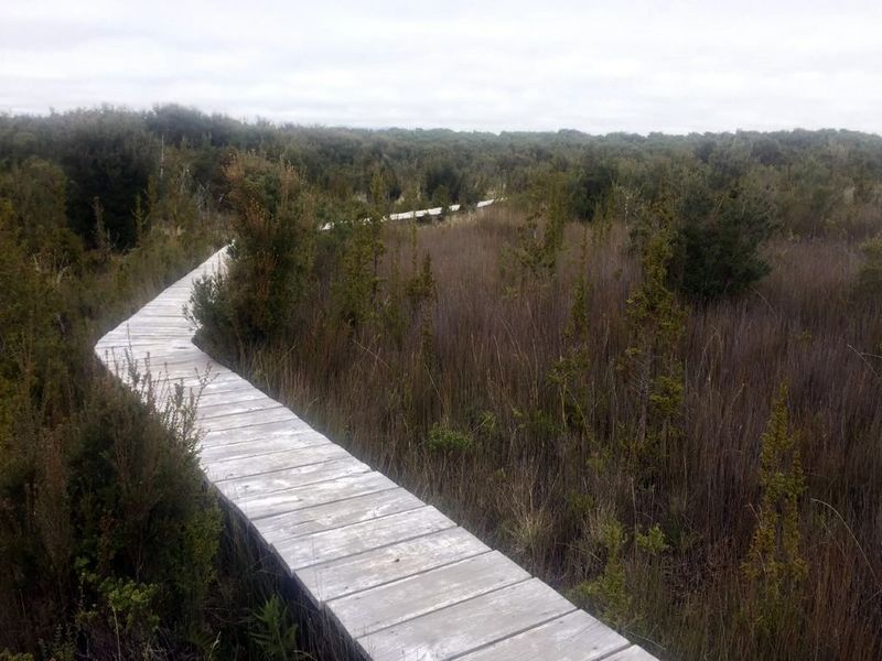 Archivo:Pn chiloe (11).jpg
