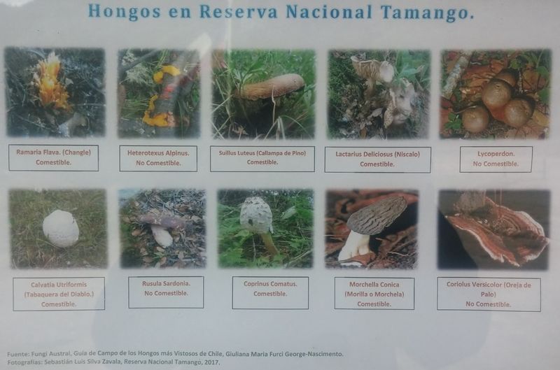 Archivo:Tamango20 (2).jpg