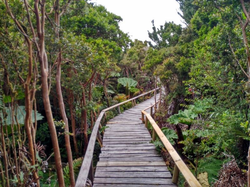 Archivo:Pn chiloe (12).jpg