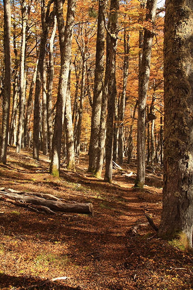Archivo:Sendero camino-mallin la plaza.jpg