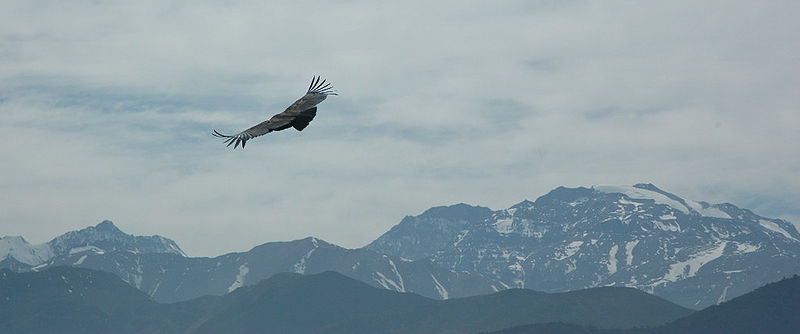 Archivo:Condor y El Plomo.jpg