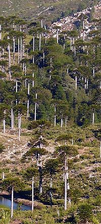 Cordillera-de-Pemehue-g3.jpg