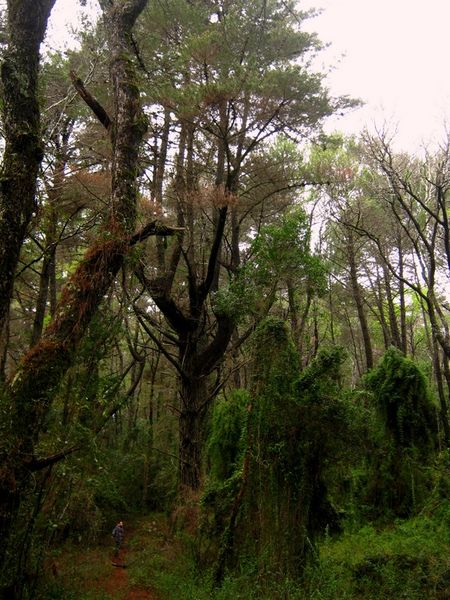 Archivo:Nonguen4.JPG