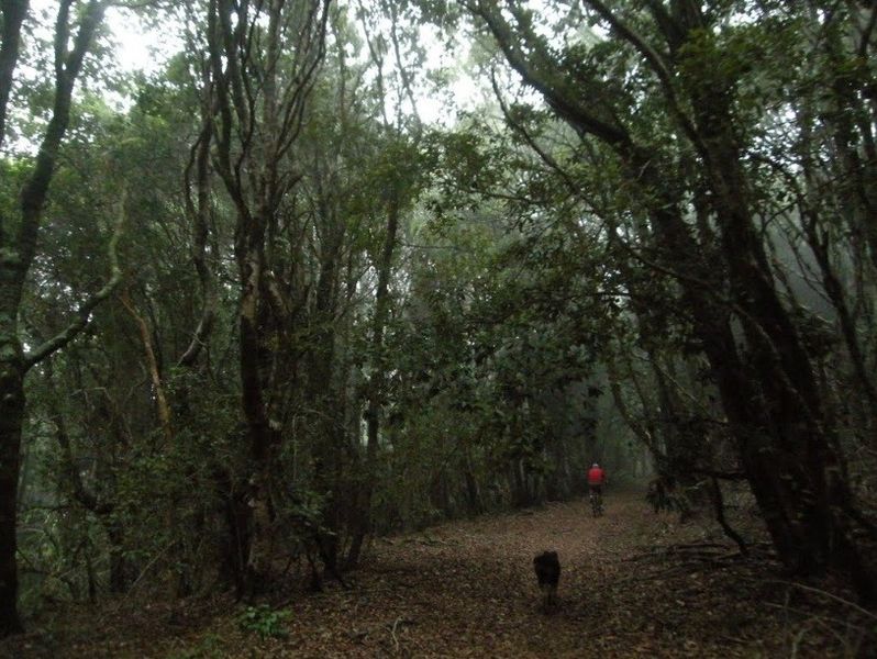 Archivo:Fundo pinares (8).jpg