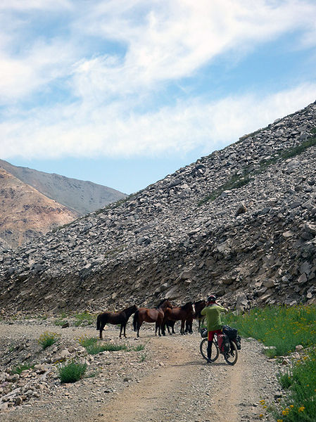 Archivo:Caballos Estero Riecillos.jpg