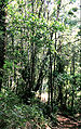Bosque llancahue.jpg