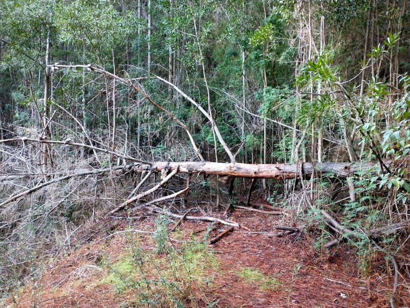 Archivo:Quinta jungue.jpg
