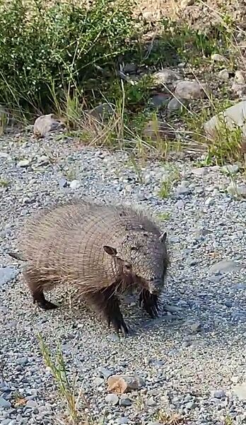 Archivo:Armadillo.jpg