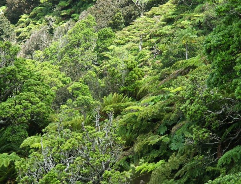 Archivo:Thyrsopteris Elegans.jpg