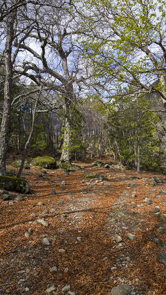Archivo:Sendero Río Achibueno.jpg
