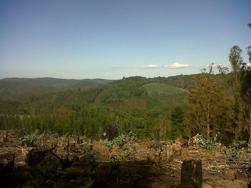 Archivo:Cerro Manquimavida (7).jpg