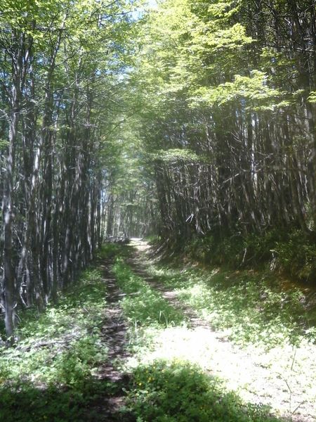 Archivo:Sendero.jpg