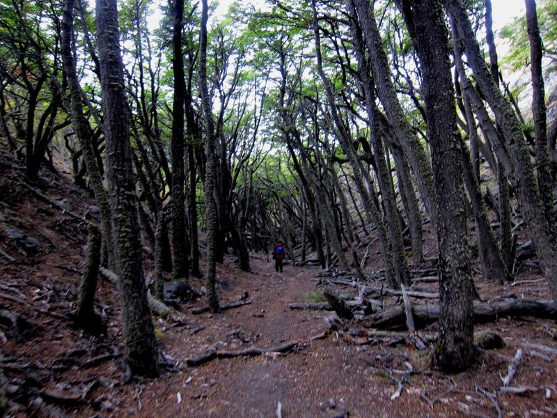 Archivo:GOH Bosque.jpg