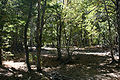 Bosque valle radal.jpg