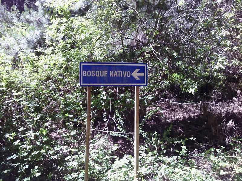 Archivo:Parque alessandri (4).jpg