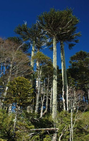 Archivo:LagunasHuerquehue1.jpg