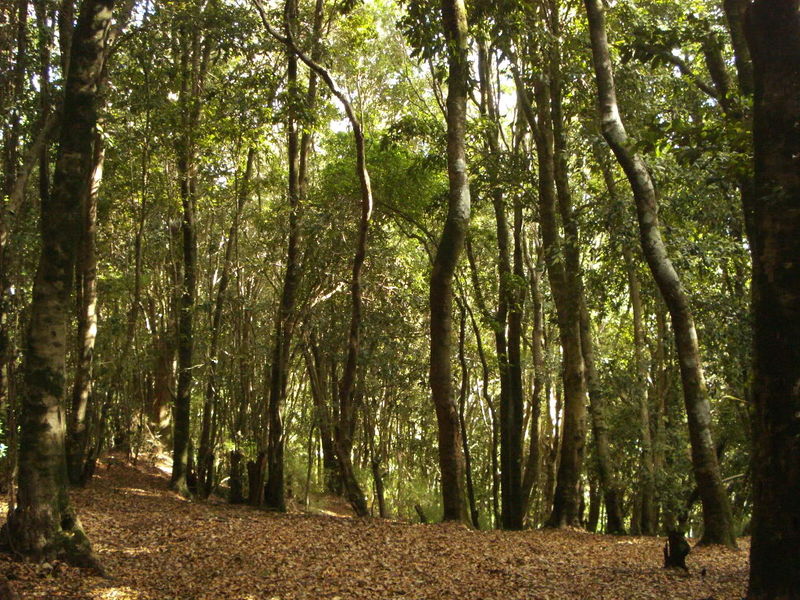 Archivo:Cerro caracol (7).jpg