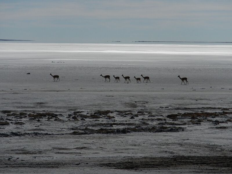 Archivo:Vicuñas.JPG