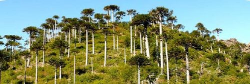 Cordillera-de-Pemehue-g1.jpg
