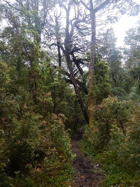Archivo:05 Sendero.jpg